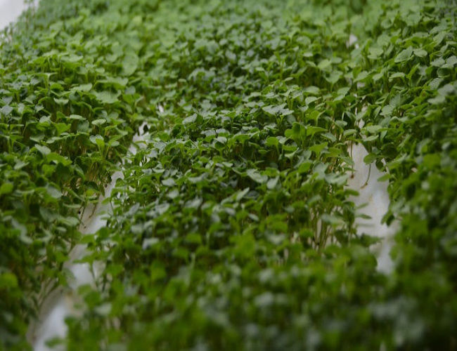 Microgreens, Arugula