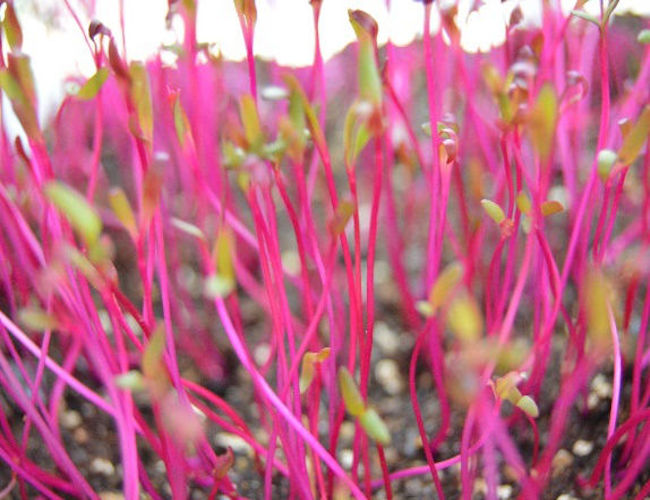 Bulls Blood Beet – Microgreens