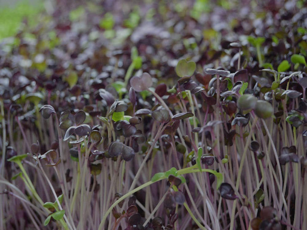 Microgreens