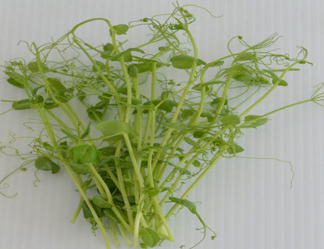 Pea – Microgreens