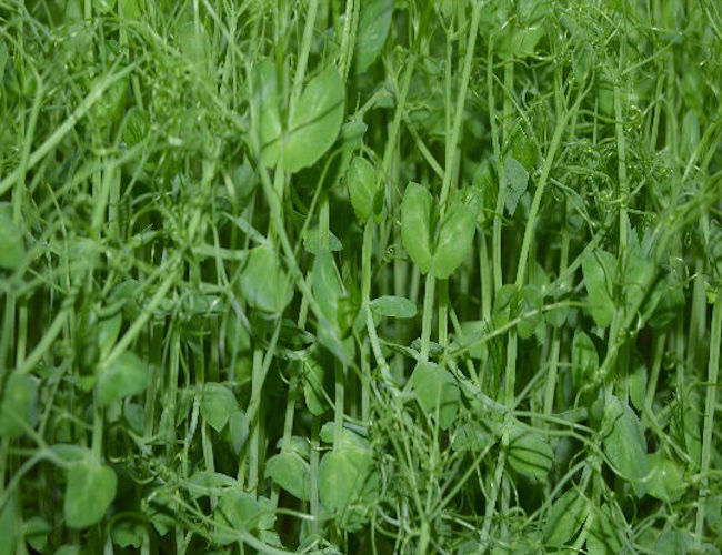 Pea – Microgreens