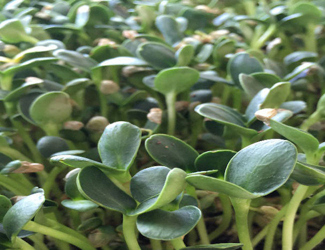 Sunflower – Microgreens