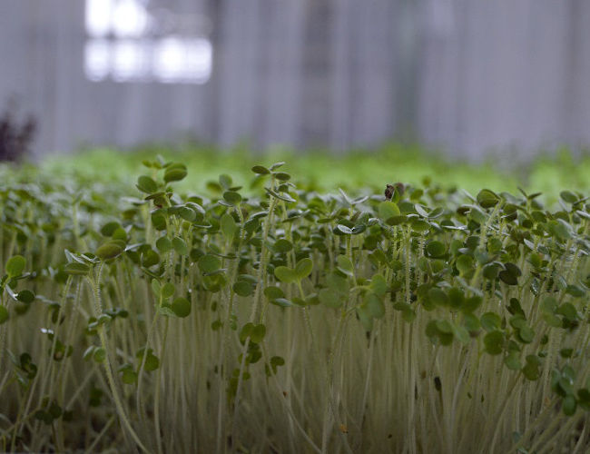 Yellow & Green Mustard – Microgreens